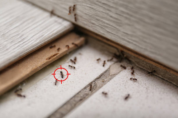 Best Ant Control Services  in Sweetwater, TX